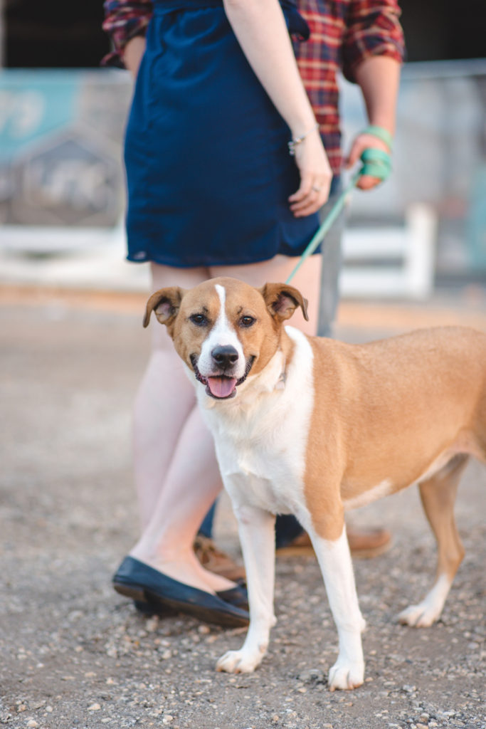 anniversary-session-downtown-greenville-with-dog_22