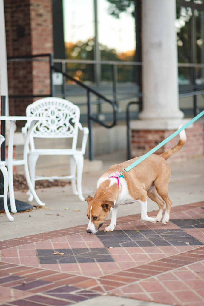 anniversary-session-downtown-greenville-with-dog_31